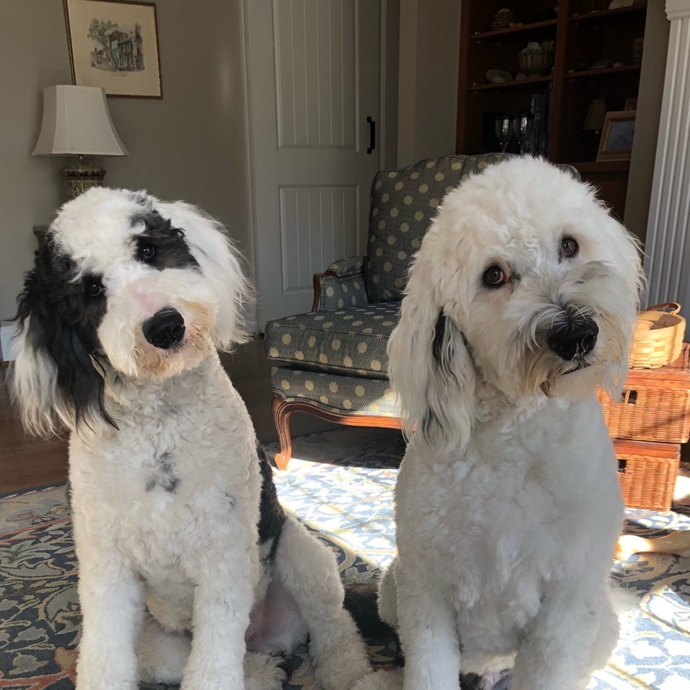 Meet your Posher, Sydney